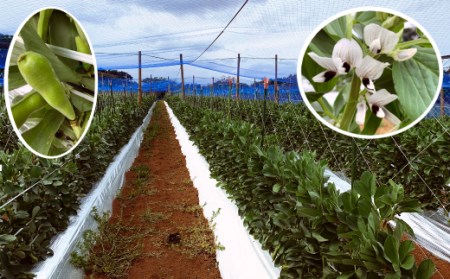  【先行予約】種子島 早春 そらまめ 農園のむさん 2kg　NFN299【350pt】