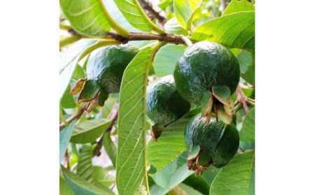 種子島 ばんじろう 茶 ( グァバ 茶) ティーバッグ 3袋　NFN468【300pt】