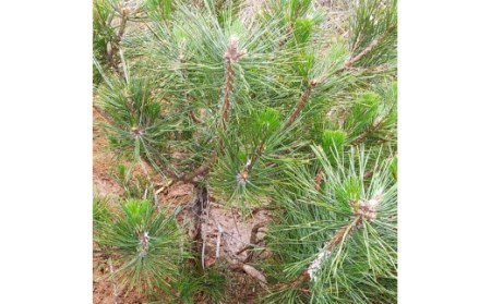 種子島 松葉 茶 ティーバッグ 3袋 NFN466 【300pt】