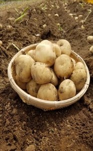 2026年 収穫  種子島 中園ファーム 新 じゃがいも 2Lサイズ 10kg　NFN084【375pt】