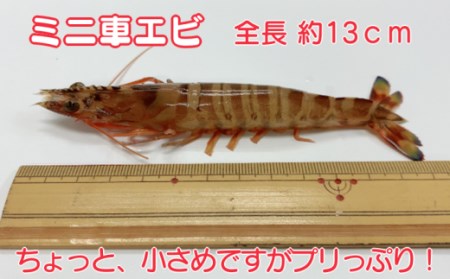 種子島 車えび ミニ　( 生食用 冷凍 化粧箱入り ) 210g ×3パック　NFN364【525pt】