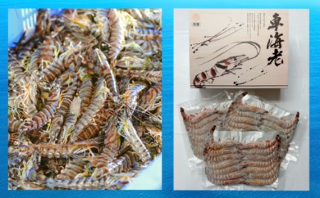 種子島 車えび ミニ　( 生食用 冷凍 化粧箱入り ) 210g ×3パック　NFN364【525pt】