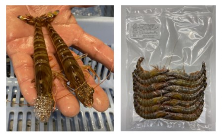 種子島 車えび ミニ　( 生食用 冷凍 化粧箱入り ) 210g ×3パック　NFN364【525pt】