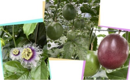 【 6月下旬～8月初旬 先行予約 】種子島 かわもと農園 パッションフルーツ サマークイーン (20個) 　NFN438【450pt】 