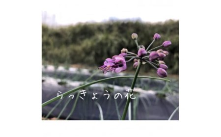 【 先行予約 】 誠農園 たねがしま らっきょう （ 有機 JAS 根つき 生 らっきょう） 4kg　NFN490【700pt】