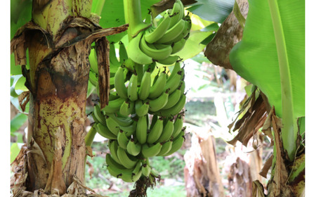 種子島 園田 バナナ園 北限の 国産 露地 バナナ 2房　NFN250【375pt】
