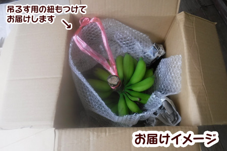 種子島 園田 バナナ園 北限の 国産 露地 バナナ 2房　NFN250【375pt】