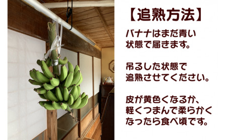 種子島 園田 バナナ園 北限の 国産 露地 バナナ 2房　NFN250【375pt】