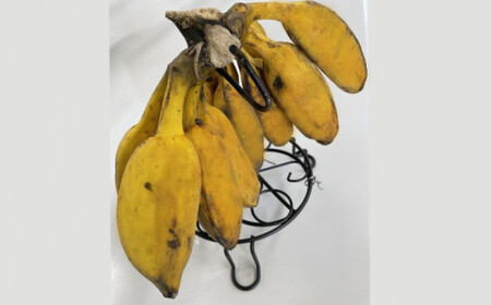 種子島 産 園田バナナ園 アイスクリームバナナ ( 島バナナ ) 2房 NFN493【450pt】