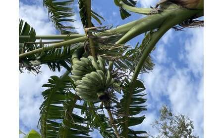 種子島 産 園田バナナ園 アイスクリームバナナ ( 島バナナ ) 2房 NFN493【450pt】