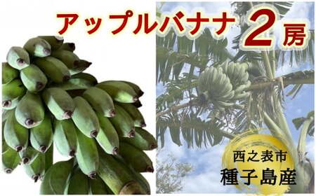 種子島 産 園田バナナ園 アップルバナナ ( 島バナナ ) 2房　NFN529【450pt】