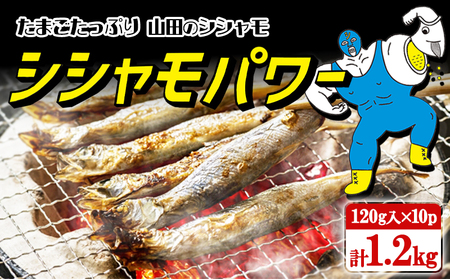 A1-1802／冷凍 子持ち からふとししゃも シシャモパワー　1.2kg（120g×10パック）