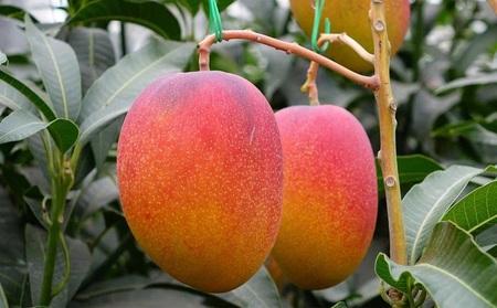 B2-22137/【訳あり品】鹿児島産 温泉マンゴー 2kg 期間限定 【2026年夏発送】