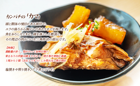 A1-0130/垂水カンパチ『海の桜勘』 カマ 8個(計1.6kg以上)