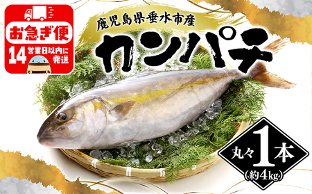 D4-2602／丸ごと 極上カンパチ (4kg保証) 1尾