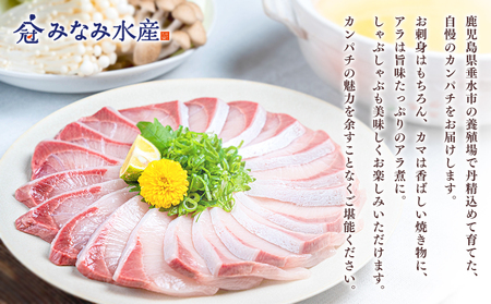 E5-2601／極上カンパチ (捌き前4kg保証) 1尾分 / カット処理済