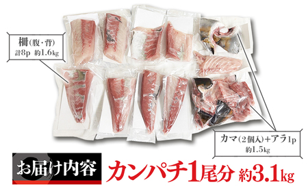 E5-2601／極上カンパチ (捌き前4kg保証) 1尾分 / カット処理済