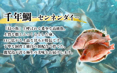 C3-7707／康秀の千年鯛 フィレ 2柵（皮つき・計約600g）＋アラ付