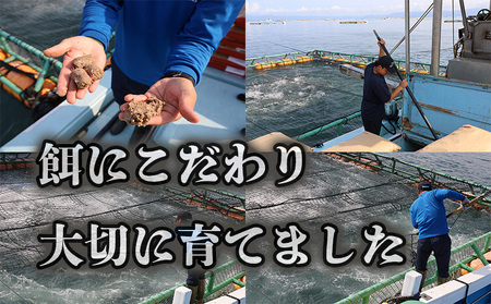 B2-8001/【予約販売 12月中旬以降順次発送】鹿児島県産 ぶり ロイン 2節 (計1kg以上)+ カマ 1個