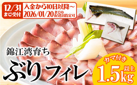 A1-8001／【予約販売 12月中旬以降順次発送】鹿児島県産 ぶり フィレ 1枚 （1.5kg以上）＋ カマ 1個