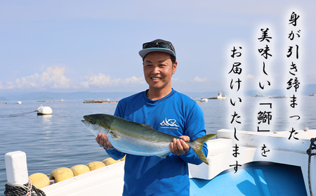 A1-8001／【予約販売 12月中旬以降順次発送】鹿児島県産 ぶり フィレ 1枚 （1.5kg以上）＋ カマ 1個