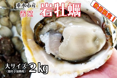 A1-0219/緊急出荷!鹿児島の養殖岩牡蠣 大サイズ2㎏(殻付き加熱用)