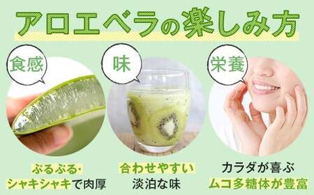 AS-2142 冷凍アロエベラ　合計1kg（500g×2袋）