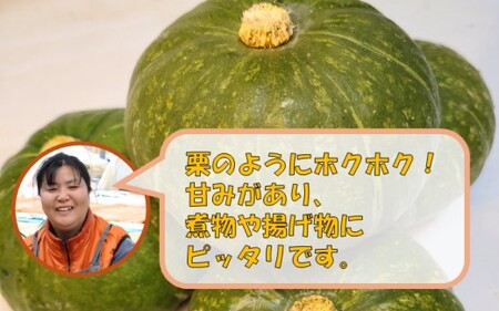 ZS-960  【訳アリ】かぼちゃ（栗五郎） 10kg  季節限定 農家直送 鹿児島県産