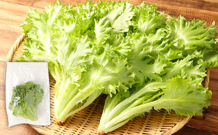 AS-0125 フリルレタス 10袋セット フリルレタス 野菜 葉物 朝採れ 新鮮
