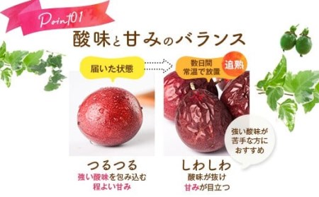 【数量限定】 甑島のパッションフルーツ 青果2.5kg ご自宅用 こしき姫 南国フルーツ 甑島 パッションフルーツ BSR-863