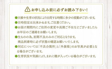 【先行予約】【数量限定】鹿児島県産シャインマスカット 1kg （1～4房）「2026年7月下旬より順次出荷予定」  AS-479