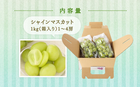 【先行予約】【数量限定】鹿児島県産シャインマスカット 1kg （1～4房）「2026年7月下旬より順次出荷予定」  AS-479