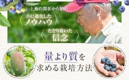 【数量限定】冷凍ブルーベリー 800g（100g×8） (B-20) AS-588