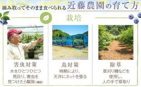 【数量限定】冷凍ブルーベリー 1000g(500g×2) (B-18) AS-7101