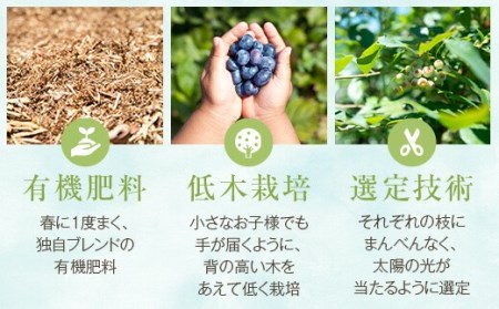 【数量限定】冷凍ブルーベリー 1000g(500g×2) (B-18) AS-7101