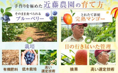 AS-338 【数量限定】ブルーベリー＆マンゴー果汁ジュース 1080g（180g×各3本）ｾｯﾄ (S-13)