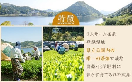 AS-513 宮園製茶の雄セット【2024年5月初旬発送】