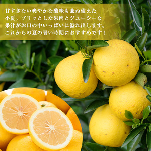 No.221 ＜先行予約受付中！3月下旬～5月上旬までの間に発送＞鹿児島県産！吹上小夏(4kg) 小夏 日向夏 みかん ミカン 蜜柑 柑橘 フルーツ 青果 果実 鹿児島 国産 九州産 ギフト 贈答【黒川農園】