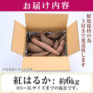 さつまいも サツマイモ 紅はるか 訳あり 6kg 末永商店 No.560-A