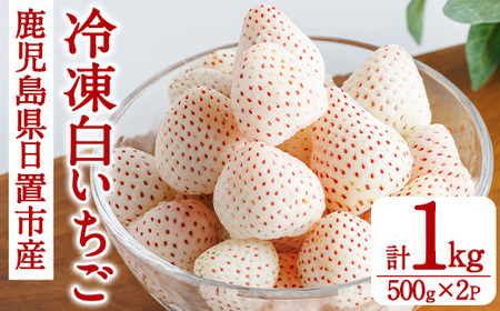 No.646-B 冷凍白いちご(約500g×2袋・計約1kg) 国産 鹿児島 日置市 加工品 苺 イチゴ いちご 冷凍 果物 くだもの フルーツ 小粒 冷凍果実 アイス スムージー シロップ ジャム 冷凍フルーツ 数量限定 【ままりあ農園】