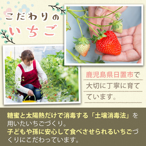 No.646-B 冷凍白いちご(約500g×2袋・計約1kg) 国産 鹿児島 日置市 加工品 苺 イチゴ いちご 冷凍 果物 くだもの フルーツ 小粒 冷凍果実 アイス スムージー シロップ ジャム 冷凍フルーツ 数量限定 【ままりあ農園】
