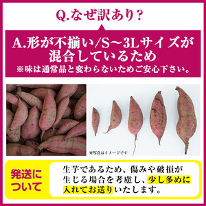 さつまいも サツマイモ 紅はるか 訳あり 2kg 末永商店 No.560-C