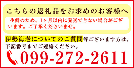 No.209 ＜11月中旬までの期間限定！＞鹿児島県産の天然活伊勢海老(約1kg) 国産 九州産 鹿児島県産 エビ えび 海老 伊勢えび 伊勢エビ 天然 おかず おつまみ みそ汁 味噌汁 刺身 旬 数量限定 期間限定 【家むら】