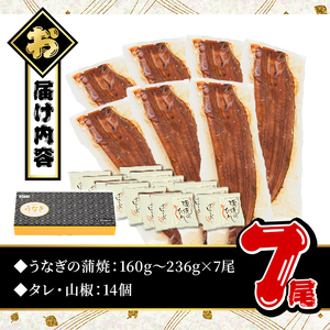 無投薬！ 鹿児島県産 うなぎ 蒲焼 セット 鰻 ＜極上＞(計1.3kg以上・ 160g～236g×7尾) タレ 山椒 付き 【西日本養鰻】D30-v01