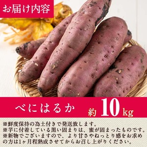 ＜先行予約受付中！2026年8月以降順次発送予定！＞鹿児島県 曽於市産 新物 紅はるか(10kg) 芋 さつまいも【瀬崎農園】A350-v02