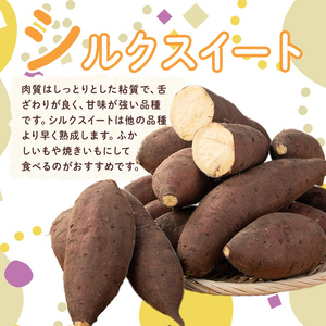 【数量限定企画実施中!】<2025年11月上旬より順次発送予定!>さつまいも シルクスイート 訳あり(計5.5kg)【みやびファーム】 A460-v01