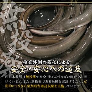 鹿児島県産 うなぎ 半身 カット セット (100g×4パック、タレ・山椒付き)【西日本養鰻】A585