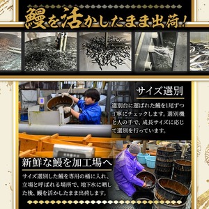 無投薬 鹿児島県産 うなぎ 蒲焼 セット ＜定番＞(計240g以上・ 約120g×2尾) タレ・山椒付き【西日本養鰻】A730-v01