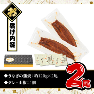 無投薬 鹿児島県産 うなぎ 蒲焼 セット ＜定番＞(計240g以上・ 約120g×2尾) タレ・山椒付き【西日本養鰻】A730-v01