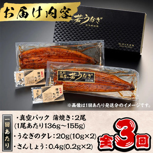<定期便・全3回> 鹿児島県産 うなぎ 蒲焼 鰻 (1尾あたり136g~155g×2尾×3回、タレ・山椒付き) 【西日本養鰻】 T46
